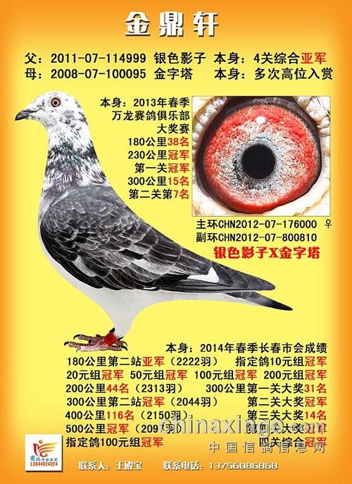银色影子13次冠军1次亚军