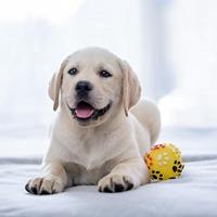 拉布拉多犬头像图片大全点击鼠标右键下载