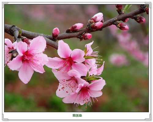 桃花朵朵开!