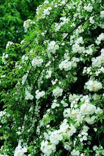 木香花开,香雪如海