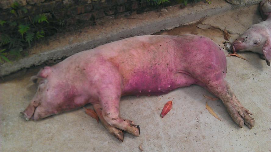 养猪就会遇见的猪弓形体病