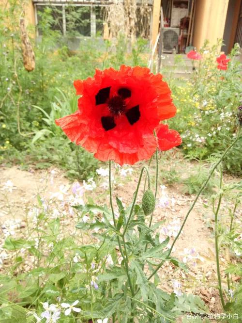 娇艳美丽的虞美人