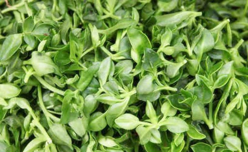 穿心莲的功效与作用