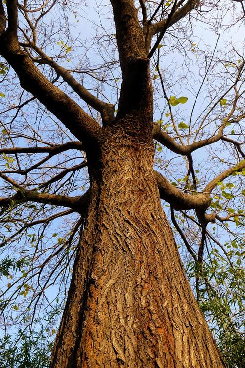 一棵巨大的老桑树,秀美健壮,试了一下树干需要两人合围