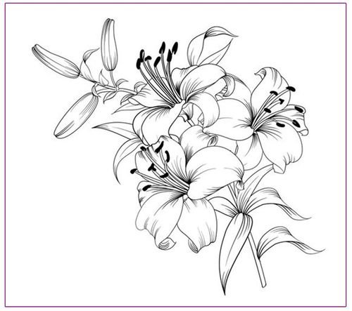 绘画教程|百合花