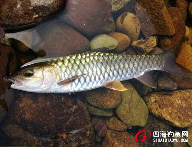 土鲮 麦鲮 泰鲮 红眼傻傻分不清楚?教你分辨方法