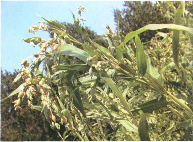 薏苡仁【气味】甘,微寒,无毒.