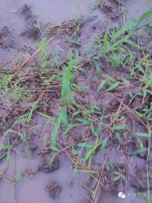 直播稻田水苋,马唐如何防除?