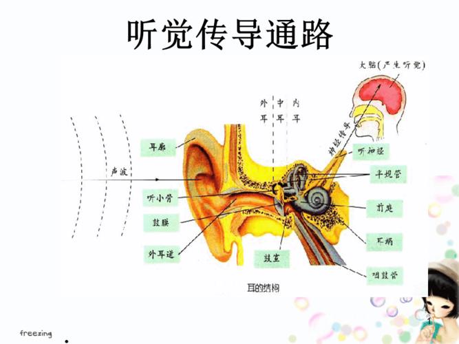 听觉传导通路ppt课件