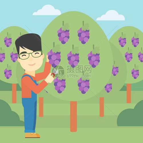 男人在葡萄园中采摘葡萄卡通矢量插画