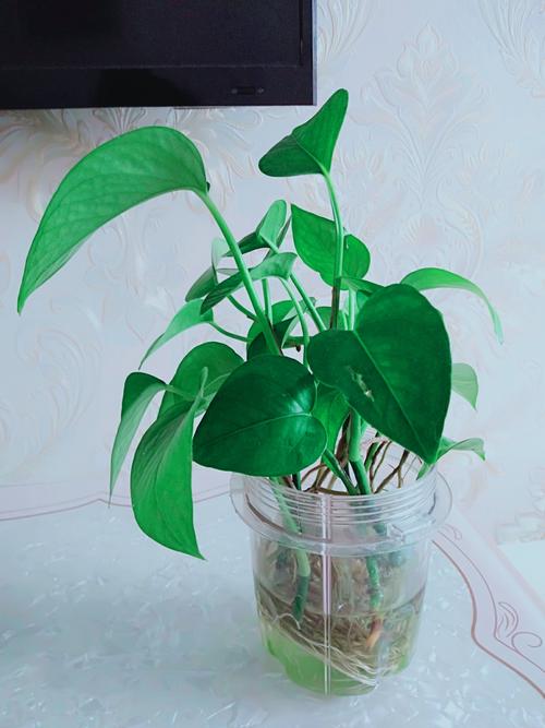 《植物生长记》——绿萝