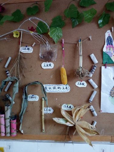 其它 生成园本课程—玉米(中一班) 写美篇   乡镇幼儿园有许多得天独