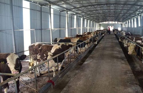 农村牛舍建造方法介绍