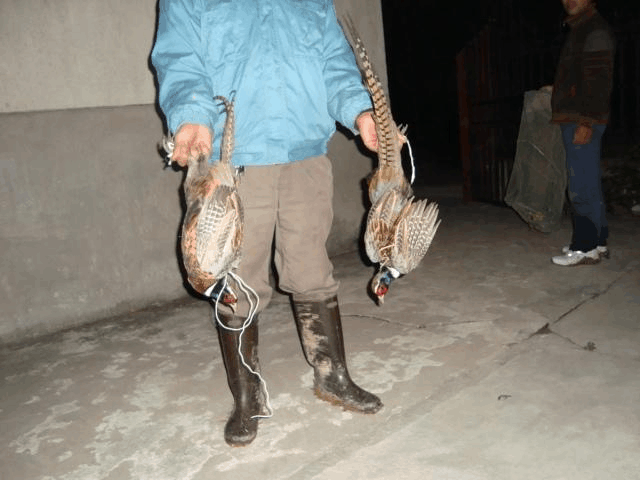 专业捕野鸡机器