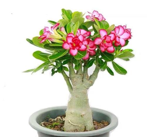 养玉树和沙漠玫瑰,教你四个方法,细小植株长得粗壮又