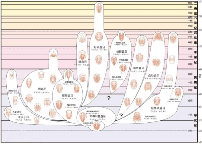 以知名的化石动物三叶虫为例,三叶虫家族在寒武纪时期最为繁盛,地层
