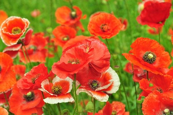 虞美人好看吗不同颜色虞美人图片欣赏