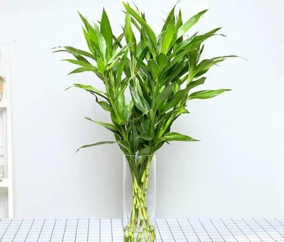 富贵竹「离不开」这种水,每次浇花加一点,富贵竹不烂根,不黄叶,家里