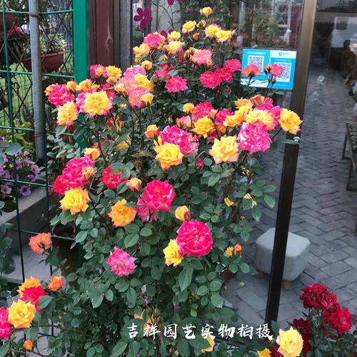 新品藤本月季 藤彩虹 爬藤月季 玫瑰月季 大苗带花苞发货