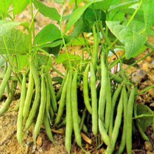 地豆种子四季豆种子早熟豆角春夏秋菜豆虹豆矮生无架豆蔬菜种子