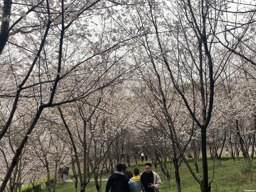 组图武昌理工学院千株樱花进入盛花期