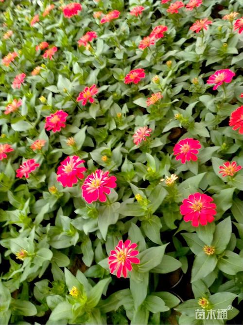 高度15厘米百日草