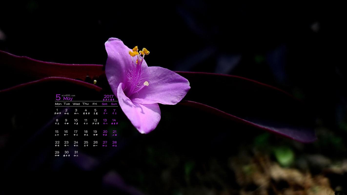 首页 桌面壁纸 日历壁纸 2017年5月紫色鸭拓草日历壁纸  (5/ 6) 2017