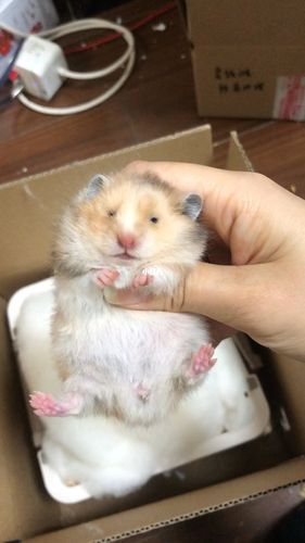 虎纹玳瑁妹妹一路顺风金丝熊_仓鼠_仓鼠金丝熊_宠物