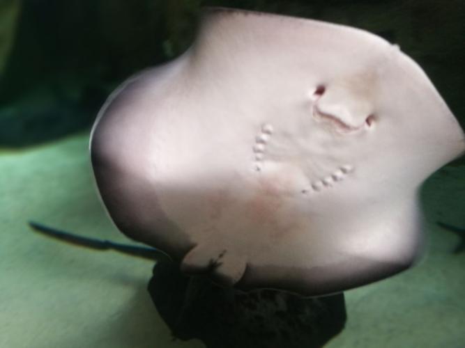 鳐鱼--小朋友嘴里的魔鬼鱼,它有张可爱的笑脸.