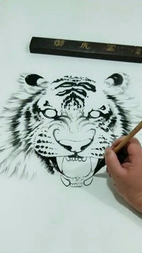 收集的虎的画法