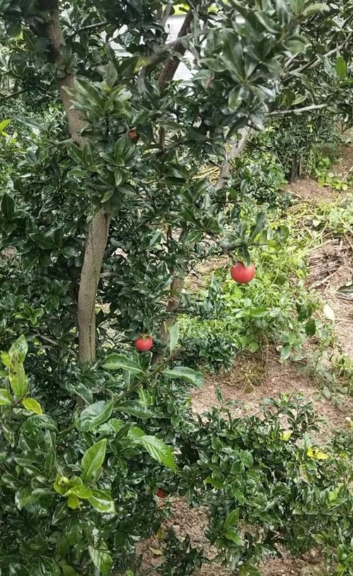 金弹子原生血红果终于诞生了