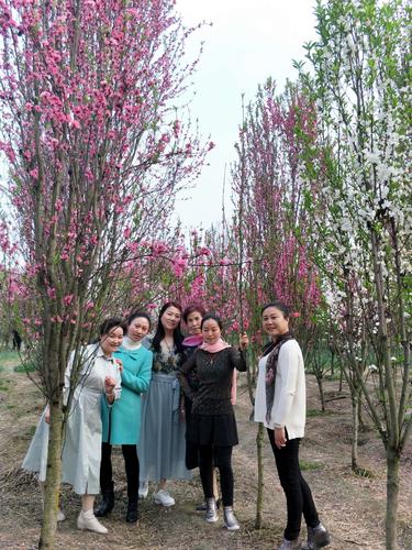 唐昌镇花田人家赏桃花