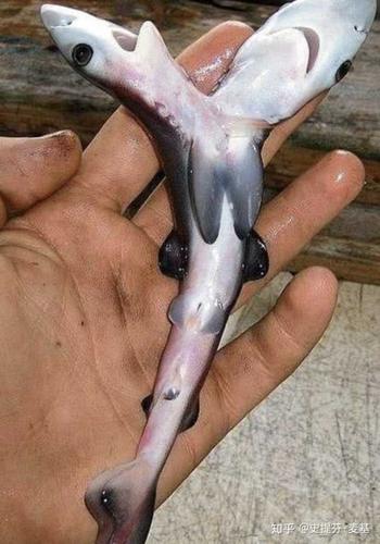 电影《绝命三头鲨》中的鲨鱼真的存在吗?