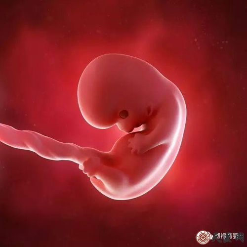 怀孕142周的3d胎儿超声图