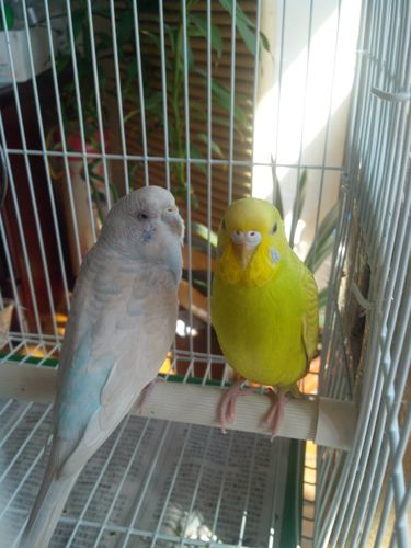 虎皮鹦鹉求分公母,还有年龄,白色的是不是有病了,看着