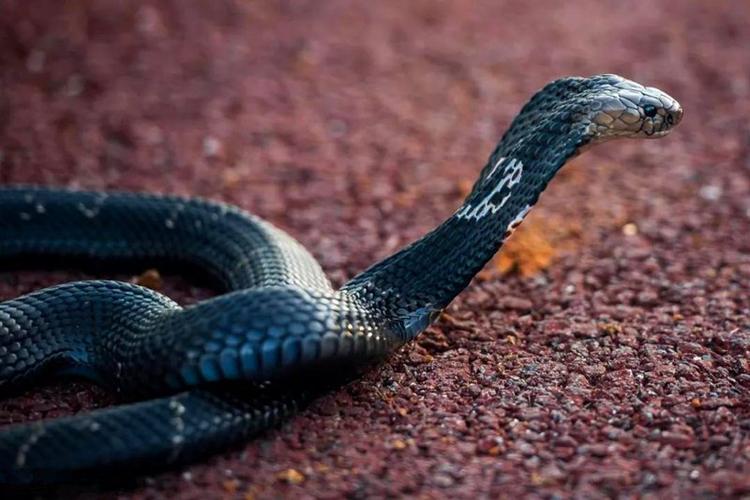 巧遇蛇王险拍一组高清舟山眼镜蛇照片