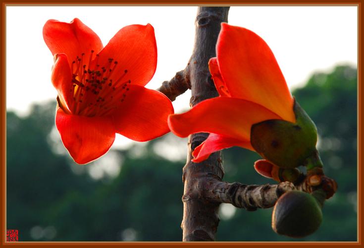 标题:广州市花——红棉