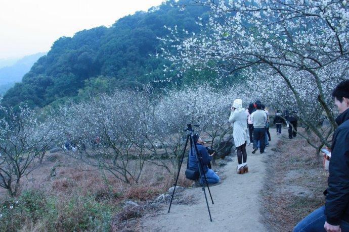 去开平大沙看梅花