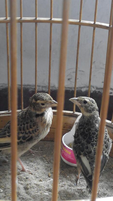 右面那个百灵幼鸟是公母啊请内行指教