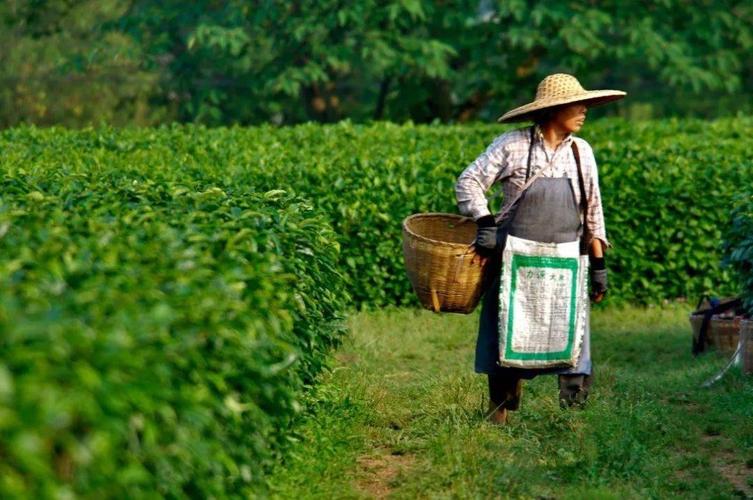 张玫:从云南到哈佛,从麦肯锡到旅行家,这是我的故事