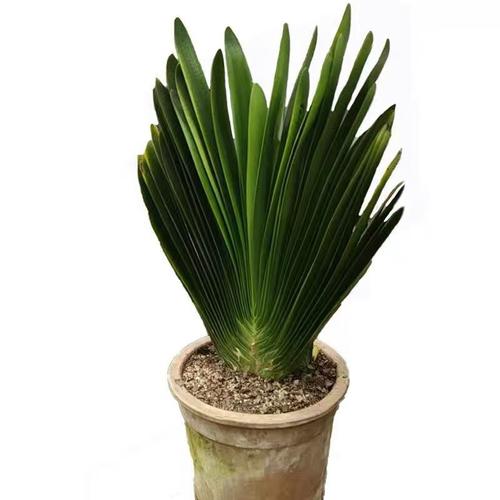 长春精品名贵君子君子兰兰花立剑战神小苗圆头绿植