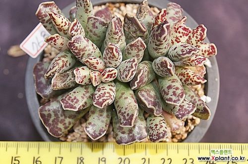 多肉植物库珀天锦章水泡