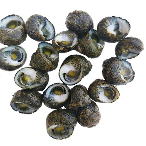 野生芝麻贝壳海螺大连生鲜香波鲜活