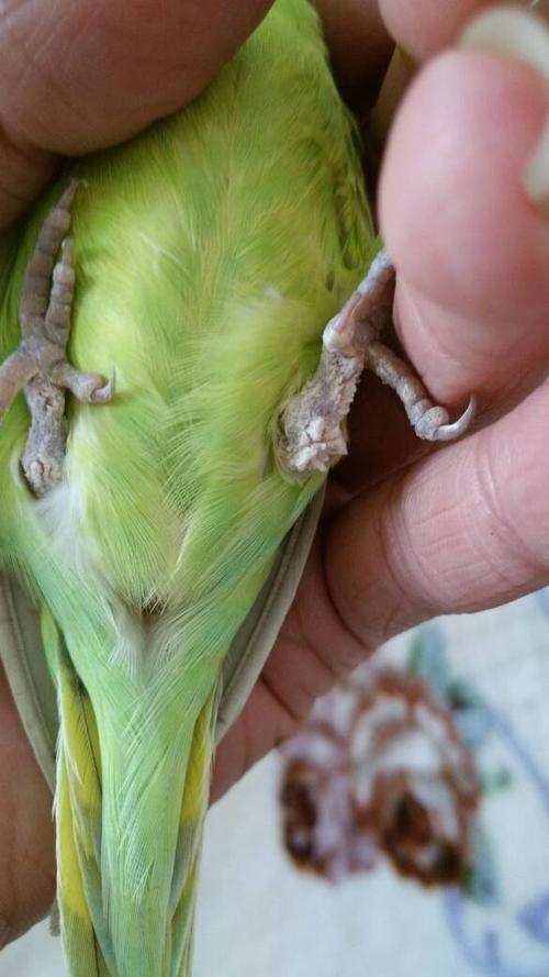 这是虎皮鹦鹉的脚,这是什么病,要怎样治?