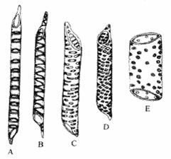 而藕的导管壁增厚部成螺旋状,称螺纹导管.