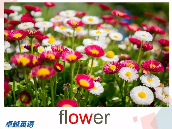 【单词达人计划第66