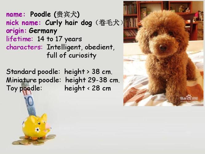 英语介绍世界上的八种狗 107班 雷莉 高级英语