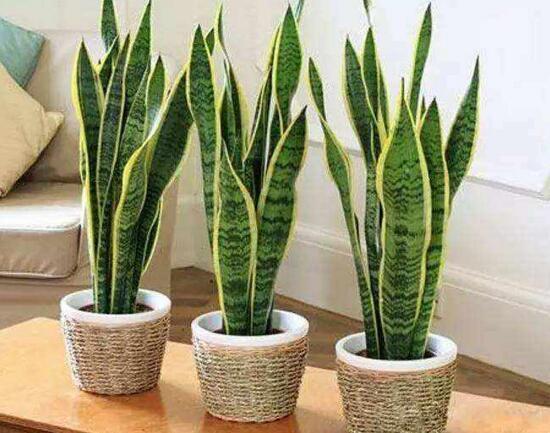 虎皮兰有毒吗,虎皮兰适合放在卧室吗