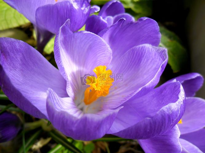 盛开的紫色番红花