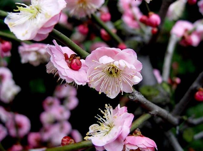 南京的市树市花
